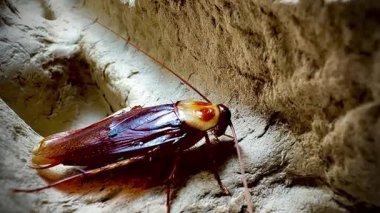 Sıcak ışık altında eski bir karton kutunun kaba yüzeyinde dinlenen bir hamamböceğinin yakın çekimi, parlak kahverengi vücudunu ve uzun antenini aydınlatıyor..