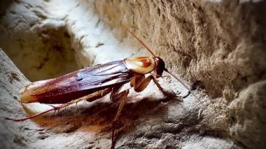 Sıcak ışık altında eski bir karton kutunun kaba yüzeyinde dinlenen bir hamamböceğinin yakın çekimi, parlak kahverengi vücudunu ve uzun antenini aydınlatıyor..