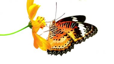 Bahçe bahçesinde Tayland kelebeği yaz çiçeği ve kelebek çiçeği kelebeği