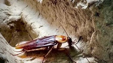 Eski bir karton kutunun kaba yüzeyinde dinlenen bir hamamböceğinin yakın çekimi.