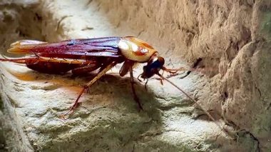 Eski bir karton kutunun kaba yüzeyinde dinlenen bir hamamböceğinin yakın çekimi.