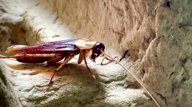 Eski bir karton kutunun kaba yüzeyinde dinlenen bir hamamböceğinin yakın çekimi.