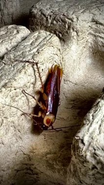 Sıcak ışık altında eski bir karton kutunun kaba yüzeyinde dinlenen bir hamamböceğinin yakın çekimi, parlak kahverengi vücudunu ve uzun antenini aydınlatıyor..