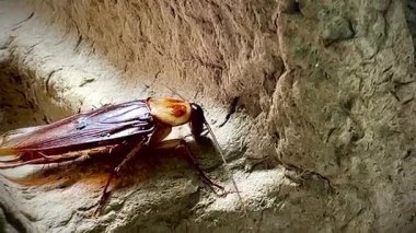 Sıcak ışık altında eski bir karton kutunun kaba yüzeyinde dinlenen bir hamamböceğinin yakın çekimi, parlak kahverengi vücudunu ve uzun antenini aydınlatıyor..