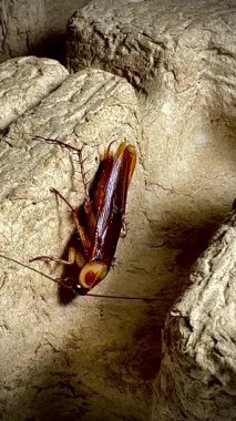 Sıcak ışık altında eski bir karton kutunun kaba yüzeyinde dinlenen bir hamamböceğinin yakın çekimi, parlak kahverengi vücudunu ve uzun antenini aydınlatıyor..