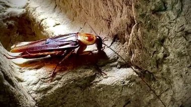 Sıcak ışık altında eski bir karton kutunun kaba yüzeyinde dinlenen bir hamamböceğinin yakın çekimi, parlak kahverengi vücudunu ve uzun antenini aydınlatıyor..