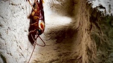 Sıcak ışık altında eski bir karton kutunun kaba yüzeyinde dinlenen bir hamamböceğinin yakın çekimi, parlak kahverengi vücudunu ve uzun antenini aydınlatıyor..