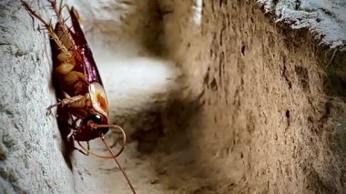 Sıcak ışık altında eski bir karton kutunun kaba yüzeyinde dinlenen bir hamamböceğinin yakın çekimi, parlak kahverengi vücudunu ve uzun antenini aydınlatıyor..