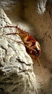 Sıcak ışık altında eski bir karton kutunun kaba yüzeyinde dinlenen bir hamamböceğinin yakın çekimi, parlak kahverengi vücudunu ve uzun antenini aydınlatıyor..