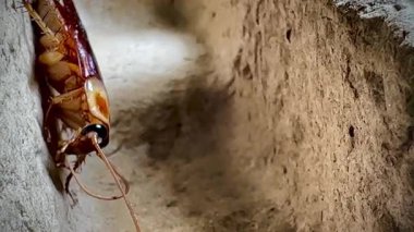 Sıcak ışık altında eski bir karton kutunun kaba yüzeyinde dinlenen bir hamamböceğinin yakın çekimi, parlak kahverengi vücudunu ve uzun antenini aydınlatıyor..