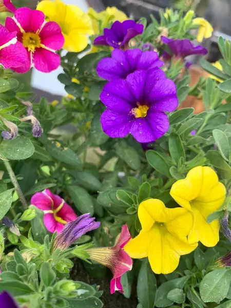 Colorful ornamental flowers for the garden. Nature in summer.  Flowers mood