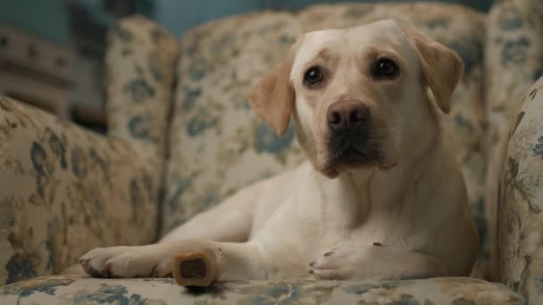 Kutyaevő Csontcsoki Aranyos Fajtiszta Fényes Labrador Retriever Kutya Feküdt Kanapén — Stock videók