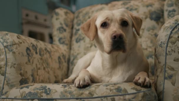 Evdeki Koltukta Uzanan Köpek Parlak Labrador Retriever Koltukta Dinleniyor — Stok video