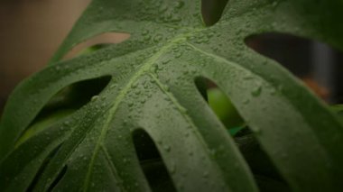 Monstera Plant Leaf 'in üzerindeki su damlacıkları. Yerli bitkilerin sulama süreci. Ağır çekim. Yakın çekim. Tam HD görüntüler