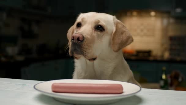 拉布拉多纯正的拉布拉多人坐着就餐 不吃香肠 耐心等待食物的狗 — 图库视频影像