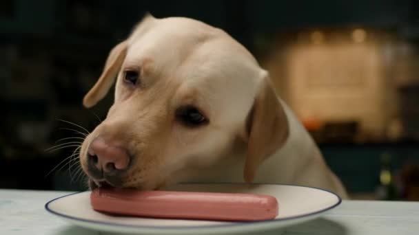 拉布拉多猎犬偷吃香肠 纯正的狗吃着桌上的人类食物 — 图库视频影像