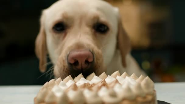 Pies Zjada Ciasto Bliska Czysty Labrador Retriever Tort Urodzinowy Kamera — Wideo stockowe
