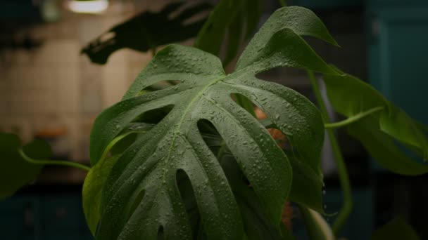 モンスター植物の葉の上を走る水滴 国内植物の散水プロセス スローモーション フルHd — ストック動画