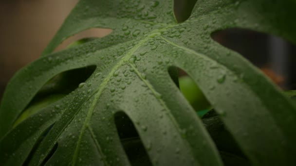 Vattendroppar Monstera Plant Leaf Inhemska Växter Vattning Process Sakta Backarna — Stockvideo