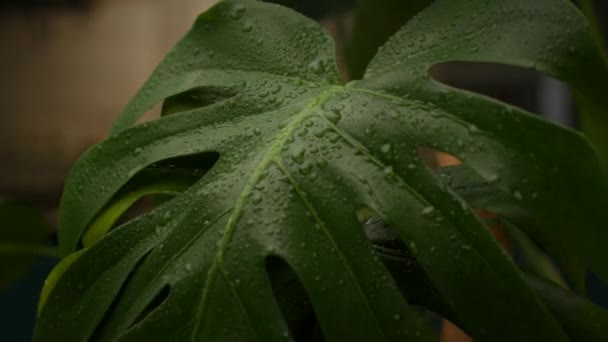 Natte Monstera Plantenblad Van Dichtbij Winderige Regenachtige Planten Langzame Beweging — Stockvideo