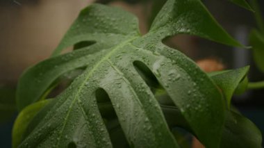 Islak Canavar Bitki Yaprağı Yakın plan. Ağır çekim. Sulama Yerli Bitkileri. Tam HD 