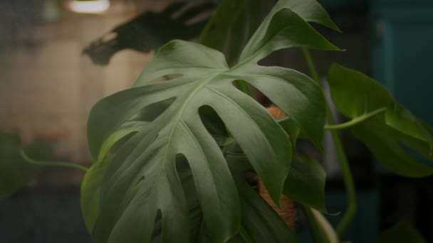 Pulverizarea Apei Frunzele Plantelor Folosind Pulverizator Slow Motion Udarea Plantelor — Videoclip de stoc