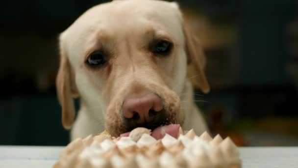 Dog Eating Cake Close Purebred Labrador Retriever Eats Birthday Cake — Stock Video