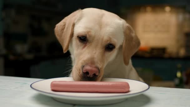 Labrador Retriever Mănâncă Cârnați Câine Rasă Pură Care Mâncare Umană — Videoclip de stoc