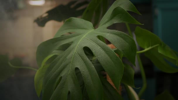 在Monstera植物叶上运行的水滴 国内植物浇灌工艺 慢动作Fullhd — 图库视频影像