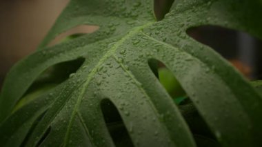 Monstera Plant Leaf 'in üzerindeki su damlacıkları. Yerli bitkilerin sulama süreci. Ağır çekim. Yakın çekim. Tam HD görüntüler