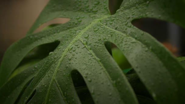 Monstera植物叶上的水滴 国内植物浇灌工艺 慢动作靠近点Fullhd视频 — 图库视频影像