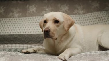 Zeki ve mutlu bir yetişkin Labrador Retriever köpeği rahat bir kanepede uzanıyor, rahat bir yuva ortamında rahatlık ve memnuniyet anı sergiliyor.