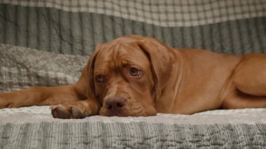 Sevimli bir Dogue de Bordeaux köpeği kanepeye uzanır ve rahat bir yuva ortamında bir rahatlama ve cazibe anı yakalar.