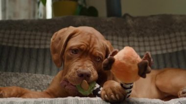 Neşeli bir Dogue de Bordeaux yavrusu kanepede uzanmış, rahat bir ev ortamında eğlenceli ve büyüleyici bir anı yakalıyor.
