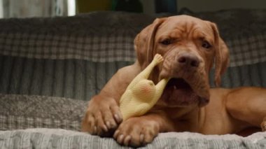 Sevimli bir Dogue de Bordeaux yavrusu kanepede yatarken bir tavuk oyuncağıyla oynar. Keyifli ve büyüleyici bir anı yakalar.