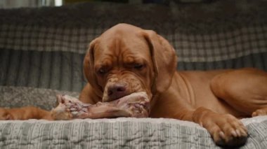 Bir Bordeaux Mastiff köpeği kanepede uzanıyor, mutlu bir şekilde bir kemik çiğniyor, rahat bir yuva ortamında keyif ve rahatlama anı yakalıyor.