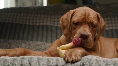 Sevimli bir Dogue de Bordeaux yavrusu kanepede yatarken bir tavuk oyuncağıyla oynar. Keyifli ve büyüleyici bir anı yakalar.