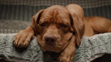 Sevimli bir Dogue de Bordeaux köpeği kanepeye uzanır ve rahat bir yuva ortamında bir rahatlama ve cazibe anı yakalar.