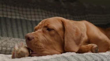 Bir Bordeaux Mastiff köpeği kanepede uzanıyor, mutlu bir şekilde bir kemik çiğniyor, rahat bir yuva ortamında keyif ve rahatlama anı yakalıyor.
