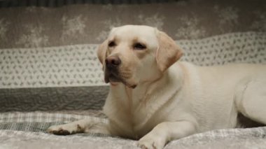 Zeki ve mutlu bir yetişkin Labrador Retriever köpeği rahat bir kanepede uzanıyor, rahat bir yuva ortamında rahatlık ve memnuniyet anı sergiliyor.