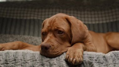 Sevimli bir Dogue de Bordeaux köpeği kanepeye uzanır ve rahat bir yuva ortamında bir rahatlama ve cazibe anı yakalar.