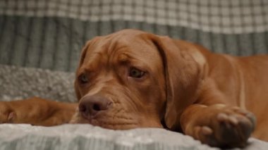 Sevimli bir Dogue de Bordeaux köpeği kanepeye uzanır ve rahat bir yuva ortamında bir rahatlama ve cazibe anı yakalar.