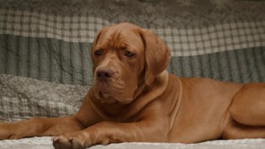 Sevimli bir Dogue de Bordeaux köpeği kanepeye uzanır ve rahat bir yuva ortamında bir rahatlama ve cazibe anı yakalar.