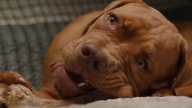 Bir Bordeaux Mastiff köpeği kanepede uzanıyor, mutlu bir şekilde bir kemik çiğniyor, rahat bir yuva ortamında keyif ve rahatlama anı yakalıyor.