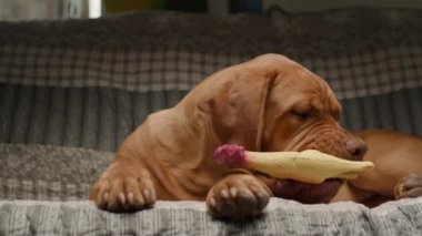 Sevimli bir Dogue de Bordeaux yavrusu kanepede yatarken bir tavuk oyuncağıyla oynar. Keyifli ve büyüleyici bir anı yakalar.