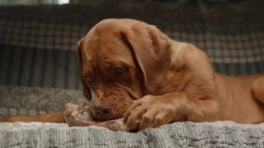 Bir Bordeaux Mastiff köpeği kanepede uzanıyor, mutlu bir şekilde bir kemik çiğniyor, rahat bir yuva ortamında keyif ve rahatlama anı yakalıyor.