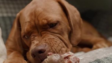 Bir Bordeaux Mastiff köpeği kanepede uzanıyor, mutlu bir şekilde bir kemik çiğniyor, rahat bir yuva ortamında keyif ve rahatlama anı yakalıyor.