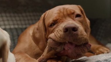 Bir Bordeaux Mastiff köpeği kanepede uzanıyor, mutlu bir şekilde bir kemik çiğniyor, rahat bir yuva ortamında keyif ve rahatlama anı yakalıyor.