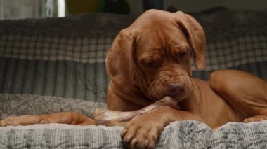 Bir Bordeaux Mastiff köpeği kanepede uzanıyor, mutlu bir şekilde bir kemik çiğniyor, rahat bir yuva ortamında keyif ve rahatlama anı yakalıyor.