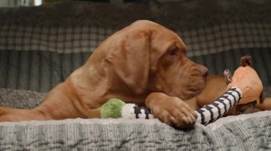 Neşeli bir Dogue de Bordeaux yavrusu kanepede uzanmış, rahat bir ev ortamında eğlenceli ve büyüleyici bir anı yakalıyor.